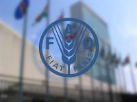 فائو: قیمت جهانی مواد غذایی برای سومین ماه متوالی افزایش یافت