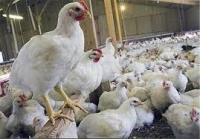 رئیس انجمن مرغ گوشتی:قیمت مرغ افزایش نیافته است| مرغ کیلویی ۷۶۰۰ تومان
