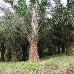 روغن هسته پالم