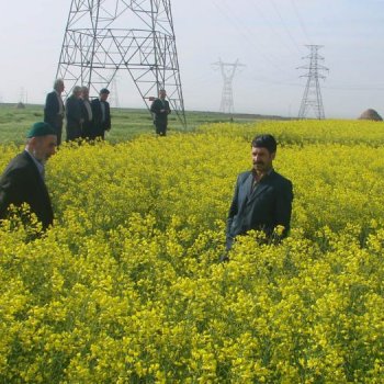 از سوی بانک کشاورزی اقدام شد:واریز ۳۰۰۰ میلیارد ریال وجوه خرید تضمینی محصول استراتژیک کلزا به حساب کشاورزان